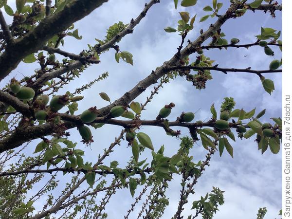 Абрикосики