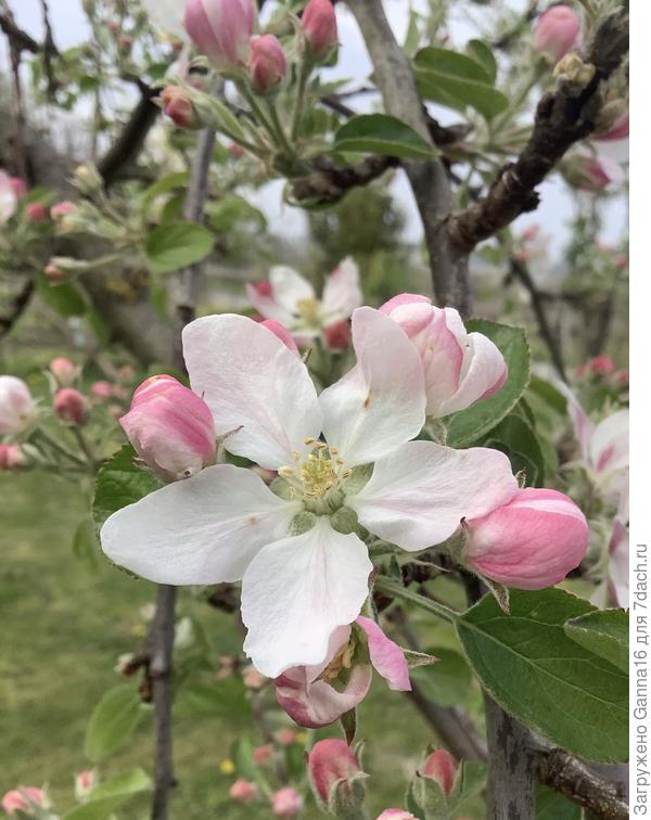 Яблоня неизвестного сорта, но исправно плодоносящая