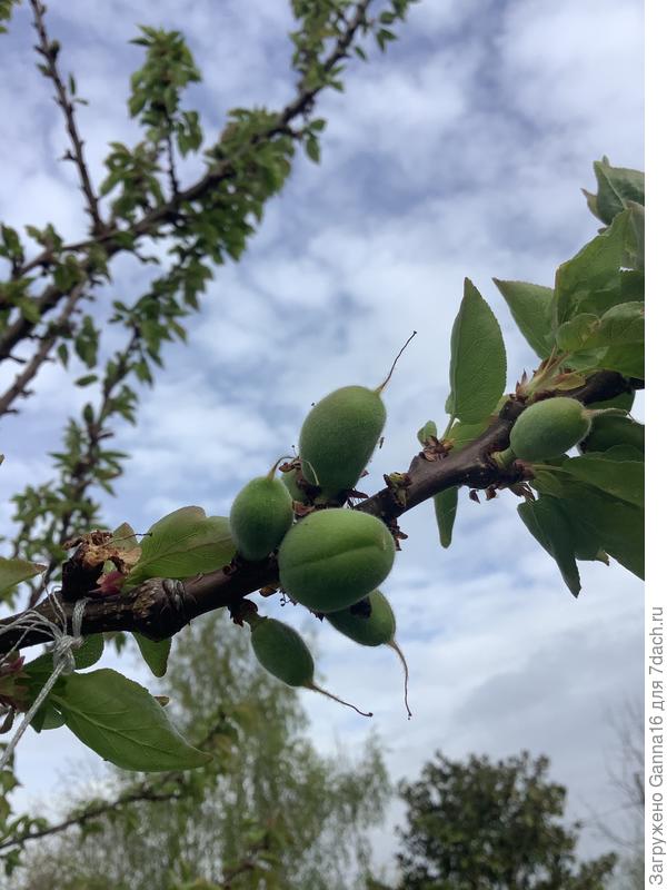 После трёх лет совсем без урожая наконец-то хоть что-то завязалось