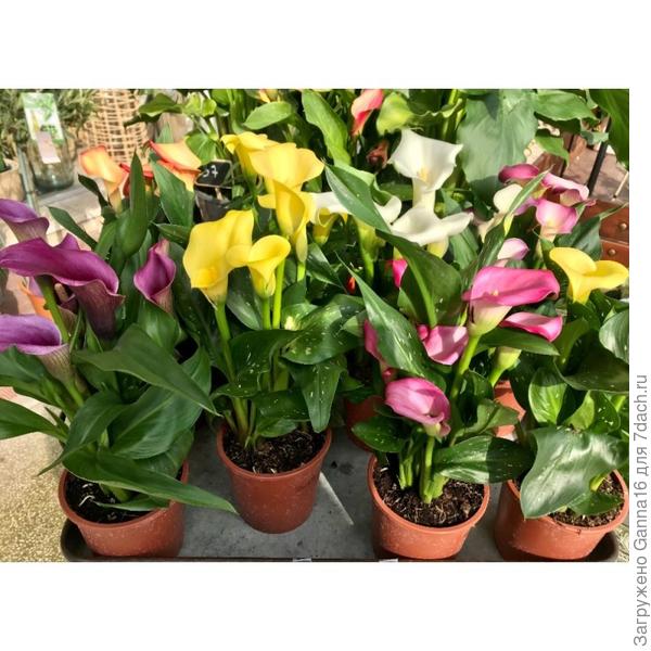 Можно даже цвет выбрать « вживую»