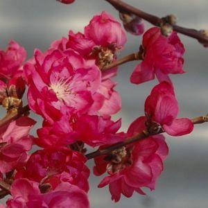 Taoflora Red&amp;#39;