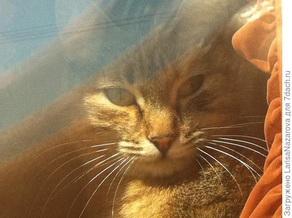 " Работаете...,ну работайте,работайте..." Соня наблюдает...