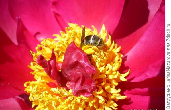 С головой ушла в работу...