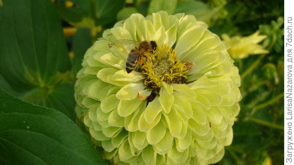 циния-хорошая площадка для сбора