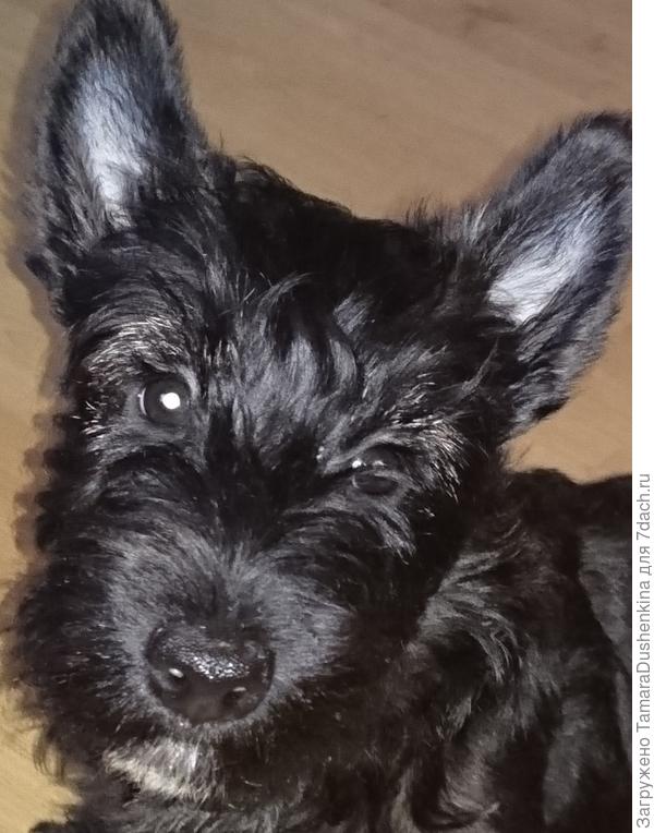 Ой. это не я тапок погрызла, даже и не думайте!!