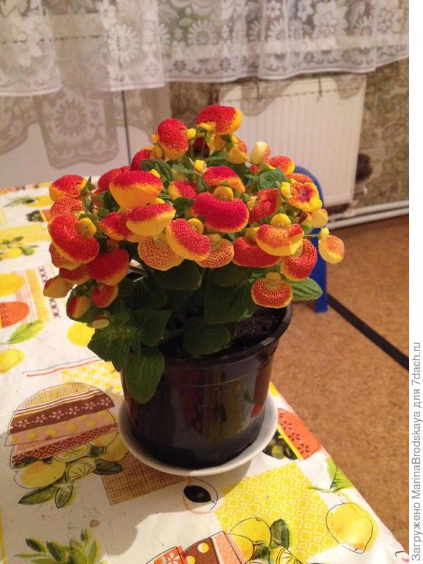 КАК НАЗЫВАЕТСЯ