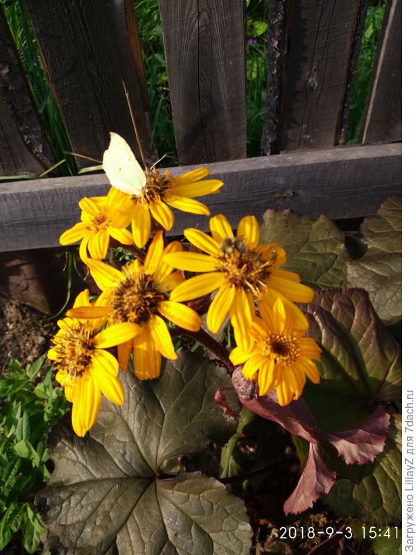 Мой двухлетний красавчик, растет в полутени, любит обильные поливы.