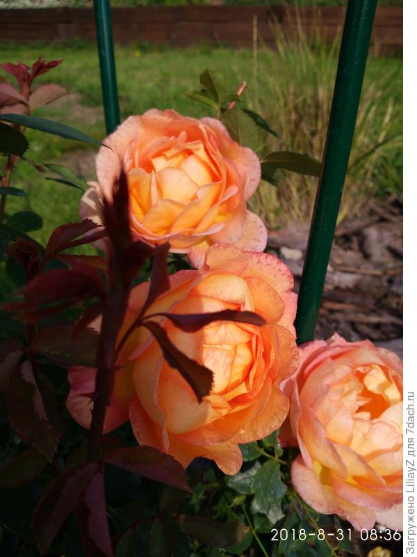 Мои розульки тоже замульчированы крупной корой