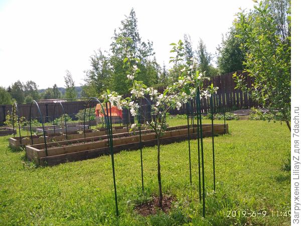 Две недели назад лужайка была желтая от лютиков и одуванчиков, а сейчас цветет белый клевер и живучка буйствует. Красота.