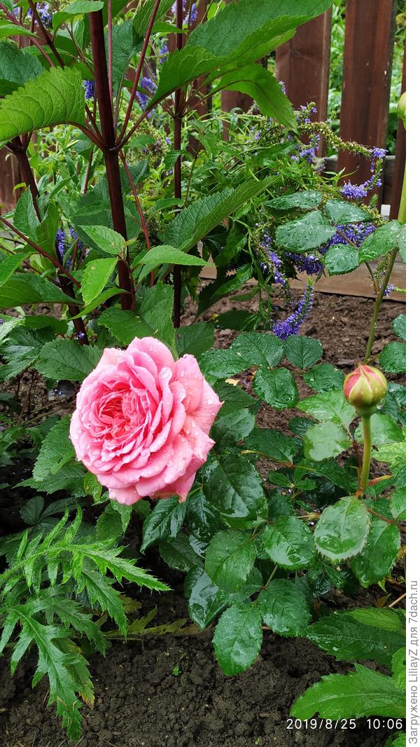 Принцесса Александра Д.Остин