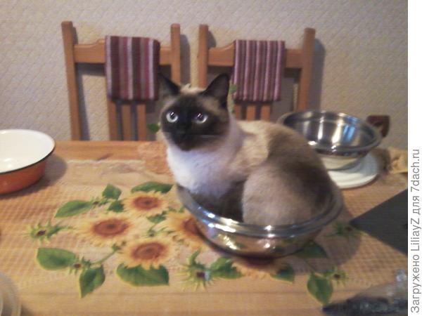 Наш Дарси по-молодости очень любил упаковываться во всякие емкости или коробки