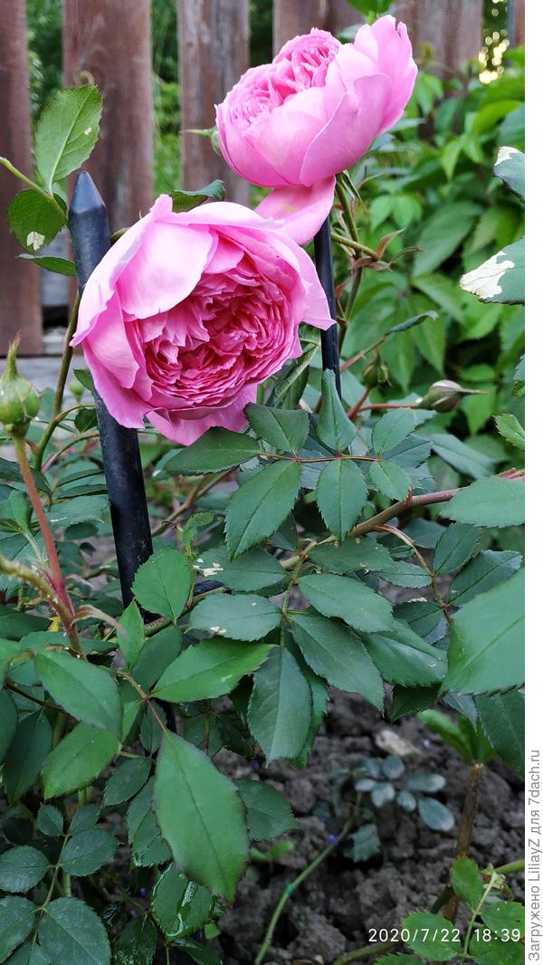 Алан Титчмарш