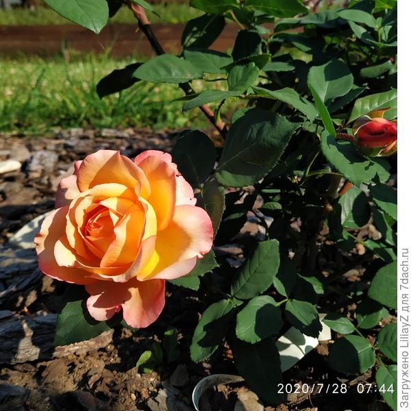 Англичанка Well Being зацвела позже всех