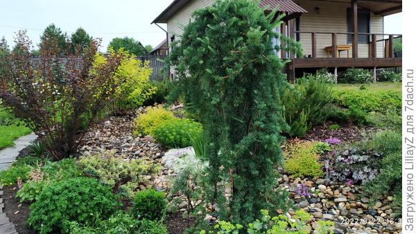 Лиственница кемпфера Стифф Випер