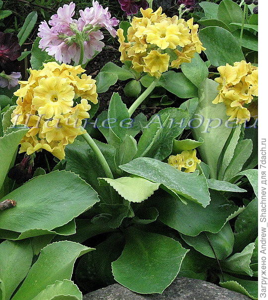 Primula auricula (P. x pubescens) Примула ушковая гибридная №2