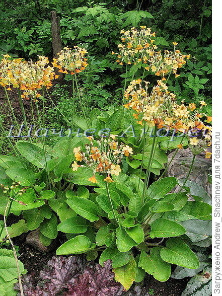 Primula florindae (Примула Флоринды) оранжевая