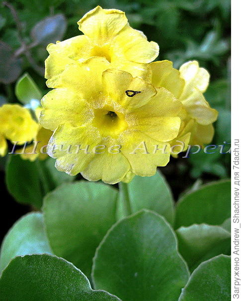Primula auricula (P. x pubescens) Примула ушковая гибридная №40 (желтая плоская)