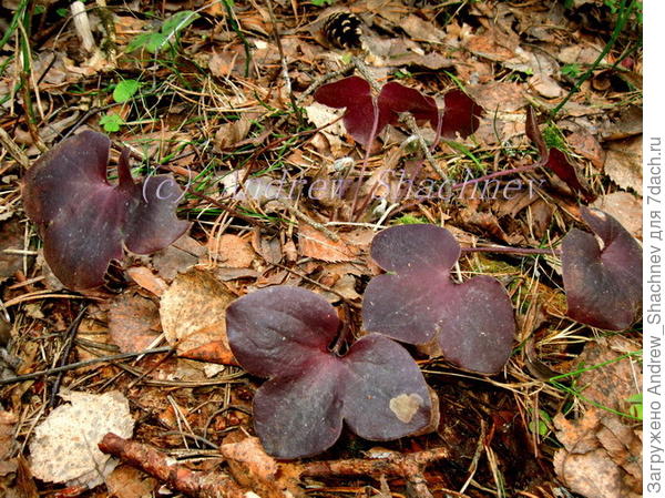 Hepatica nobilis - Печеночница благородная (с бордовым листом во второй половине лета)