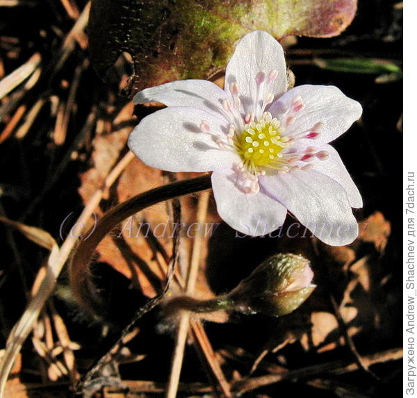 Hepatica nobilis - Печеночница благородная (бело-розовая)