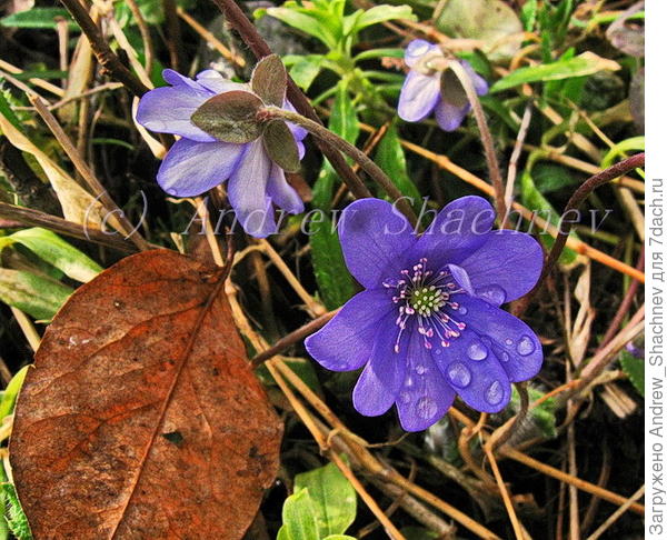 Hepatica nobilis - Печеночница благородная (синяя крупная многолепестковая) )