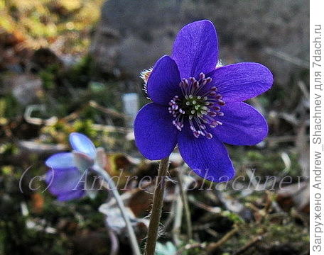 Hepatica nobilis - Печеночница благородная (темно-синяя)