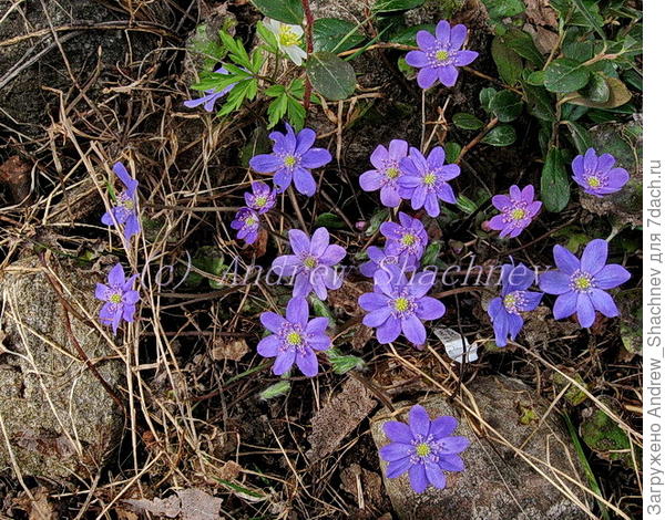 Hepatica nobilis - Печеночница благородная (синяя)
