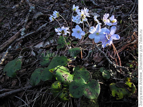 Hepatica nobilis - Печеночница благородная (бело-голубая)