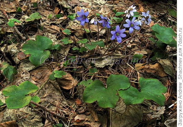 Hepatica nobilis - Печеночница благородная (голубая)