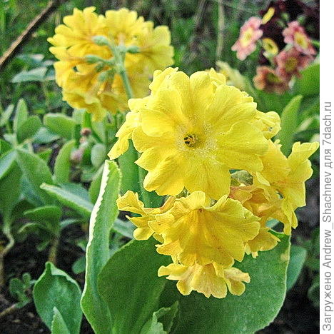 Primula auricula (P. x pubescens) Примула ушковая гибридная №2