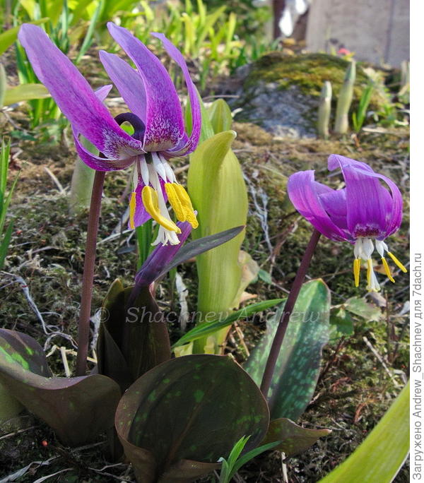 Кандык сибирский (Erythronium sibiricum)