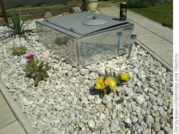 Вот так цветут