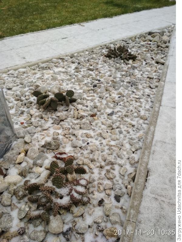 А вот так зимуют