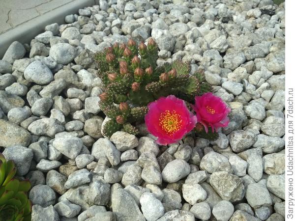 Opuntia fragilis "Freiberg"