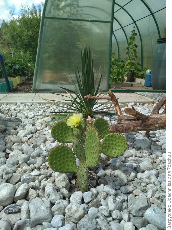 Opuntia phaeacantha var.camanchica (светлая форма)