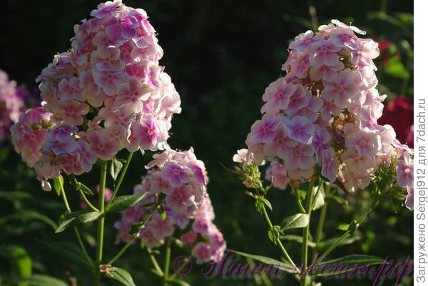 флокс &quot;Дениска-Редиска&quot;