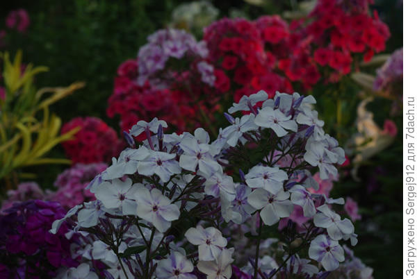 флоксы в питомнике &quot;Наши-цветы&quot;