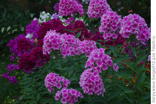 флоксы в питомнике &quot;Наши-цветы&quot;