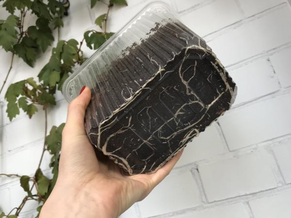 Корневая система