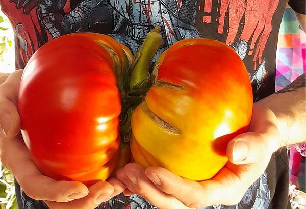 Как вырастить гигантский помидор