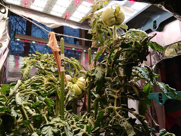 Общий вид на плоды