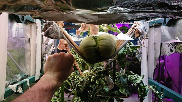 Второй плод 13 декабря