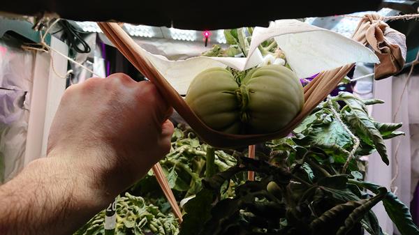 Второй плод 9 декабря