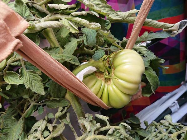 Подвязка томата