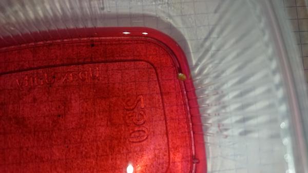 Раствор марганцовки