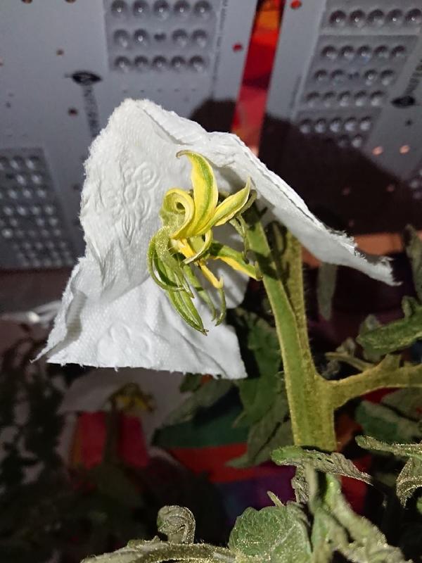 Третий плод