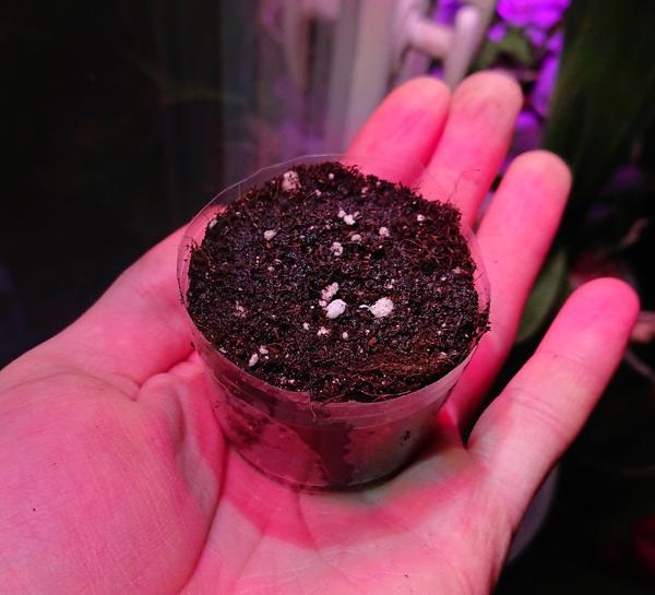 Посадка в небольшой стаканчик