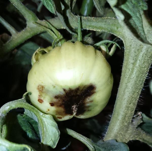 Вершинная гниль томатов