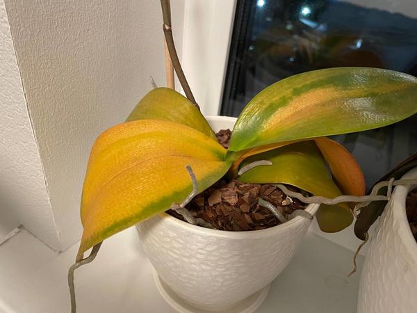 Почему желтеют листья у орхидеи и что делать