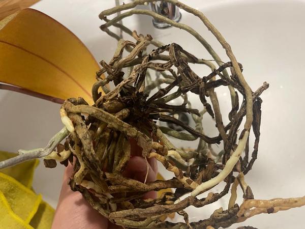 корневая система