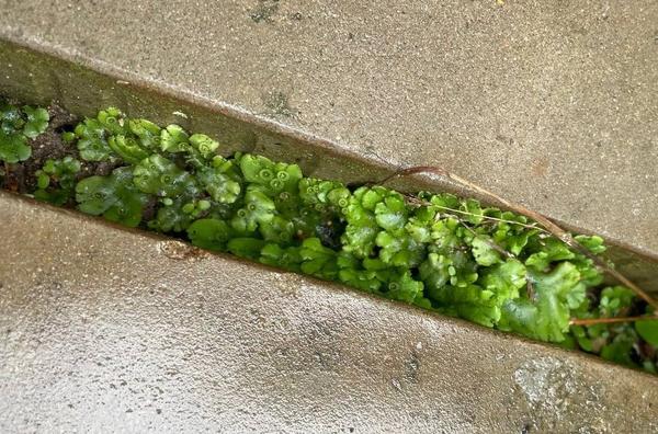 Неизвестное растение